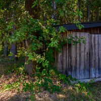 Wieder in den Wald ...