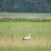 Storch nahe Pollitz