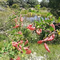 Werk La Nourrice (Oliver Nattes), ein essbarer Waldgarten