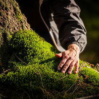 Wald hautnah.