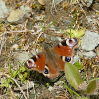 Ein Wuderwerk der Natur - das Tagpfauenauge