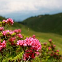 Rhododendren in Blüte