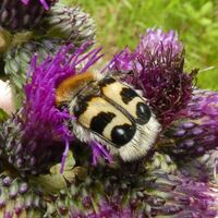 Steinriegel – Amundsenhöhe