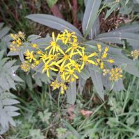 Flora: