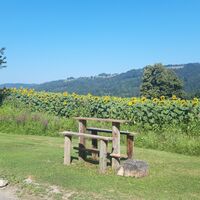 Sonnenblumen am Weg in Tretram