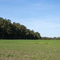 Waldrand entlang des Clenzer-Schweiz-Weges