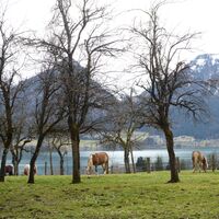 Ein exklusiver Weideplatz mit Seeblick für die Haflinger im Ortsteil Aschau .