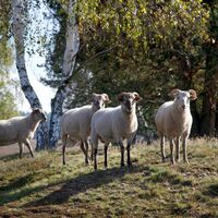 Heideschafe in der Nemitzer Heide
