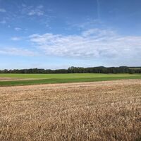 Kornfeld auf der Route P4