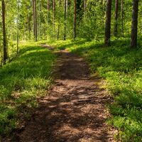 Waldweg