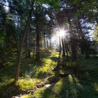 Trails durch Allgäuer Bergwald