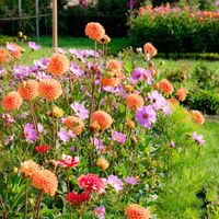 Dahlienbeet im Pirminiusgarten Altheim