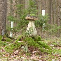 "Baum-Pilz"