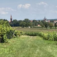 Wein- und Wiesenweg, Blick auf Freckenfeld