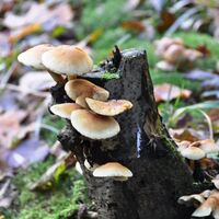 Pilzerlebnispfad - Pilz an Baum