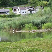 Reiher am Donaudamm