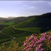 Weinberge bei Gündelbach