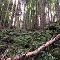 Urwald Bärlochkar
