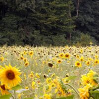 Sonnenblumenfeld