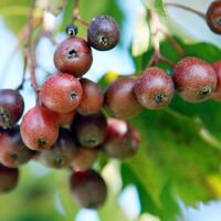 Elsbeere