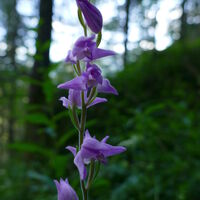 beim Abstieg erspähe ich noch das ein oder andere Waldvöglein...