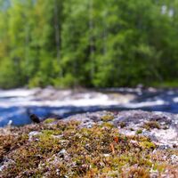 Lentuankoski, Kuhmo
