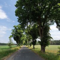 Altmarkrundkurs in einer schattigen Allee bei Arendsee in der Altmark