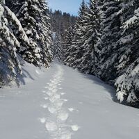 Ochsenrunde_Waldweg