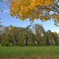 Weidenbau im Herbst.JPG