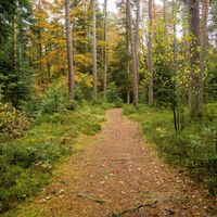 Auf mal schmalen Pfaden, mal Schotterwegen geht es oft durch dichten Wald