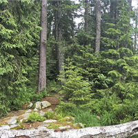 Wald im Hochmoor Kaltenbronn