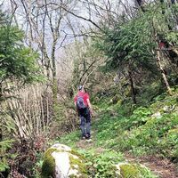 Ein Abschnitt im Wald