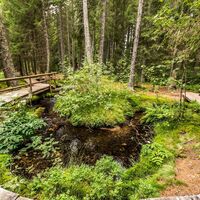 Schmale Holzstege und Brücken führen durch das Taubenmoos