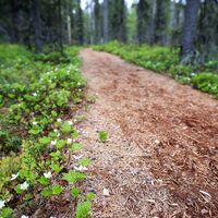 Moltebeerenblüten entlang des Iirinki-Wegs, Kuusamo