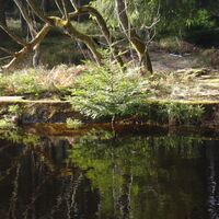 Spiegelbild