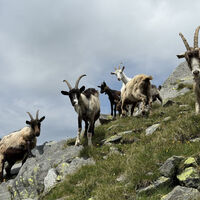 Alpenbogen A138 Dubino - Filorera