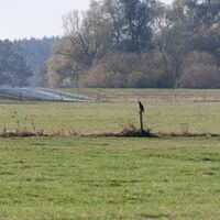 Greifvogel macht Rast