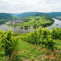 Blick über die Weinbergsterrassen und die Moselschleife bei Kröv