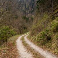 Entlang des Forstweges