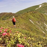 Almrauschblüte Ende Juni