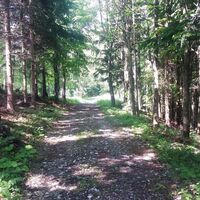 Durch_einen_schönen_Hochwald_Waldwanderweg
