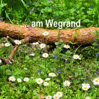 Frühlingsblumen am Wegrand