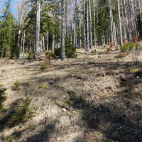 Steilaufstieg durch den Wald auf den Rohrkogel