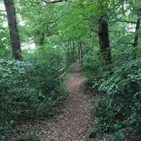 Waldweg Karlshof