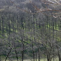 Hütteldorf - Lainzer Tiergarten - Liesing