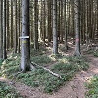 Links warat Abkürzer retour nach Prein am Kaisersteig möglich, dieses Runderl geht aber bergauf weiter