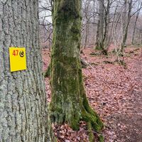 Trail Tour 47