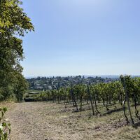 Weinberg-Ausblicke immer wieder..