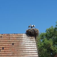 Storchennest Winden