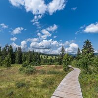 Mitten durchs Moor: Ein Holzsteg führt hindurch